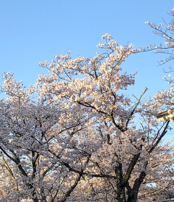 春の訪れ♫ 画像