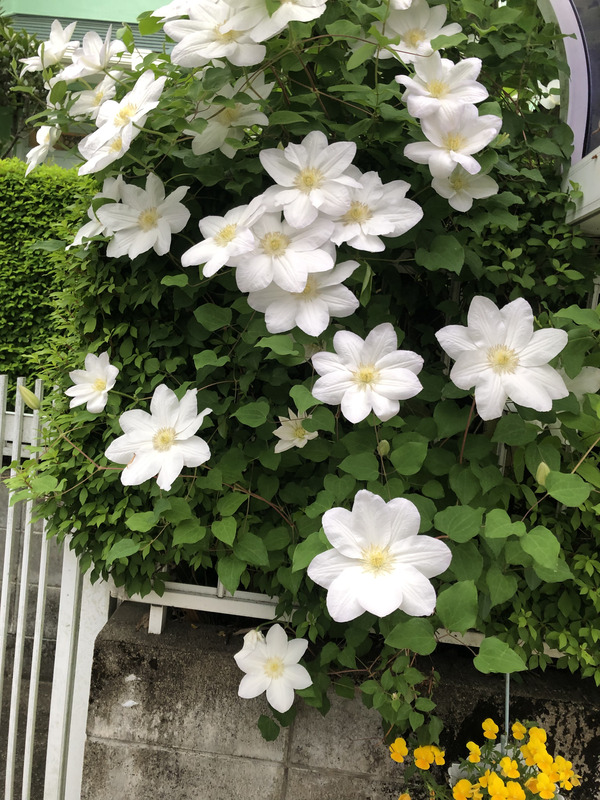 春爛漫(^^♪ 画像