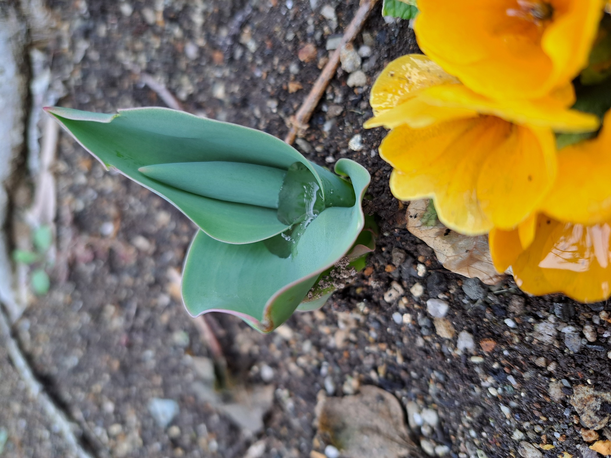 芽が出ました！ 画像