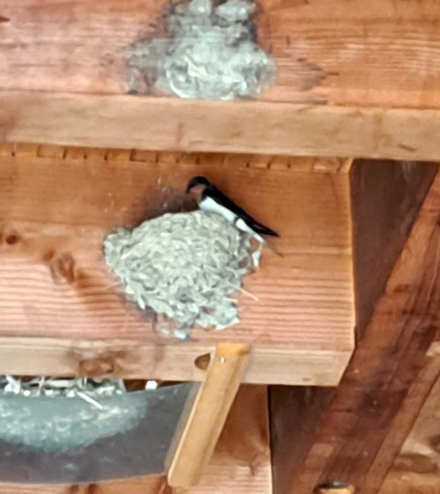 その後のツバメの巣🐣 画像