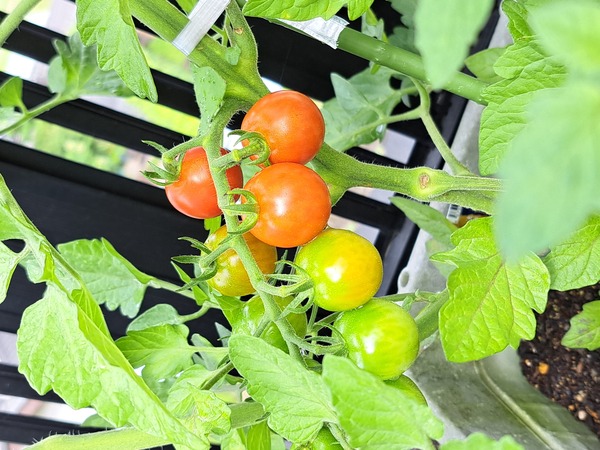 家庭菜園♪🍅 画像