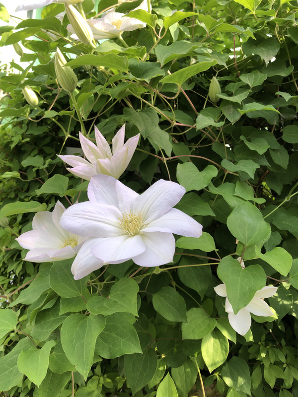5月『皐月（さつき）』 画像