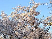 春の訪れ♫ アイキャッチ画像
