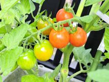 家庭菜園♪🍅 アイキャッチ画像