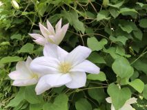 5月『皐月（さつき）』 アイキャッチ画像