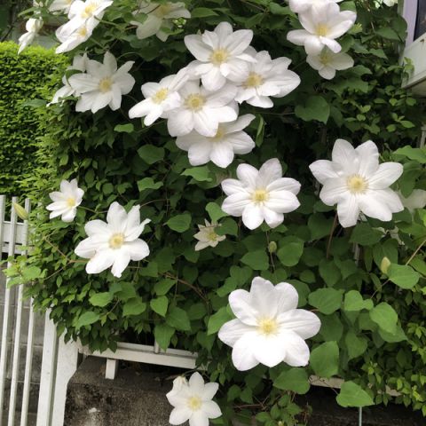 春爛漫(^^♪ アイキャッチ画像