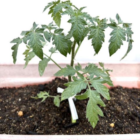 家庭菜園🍅 アイキャッチ画像
