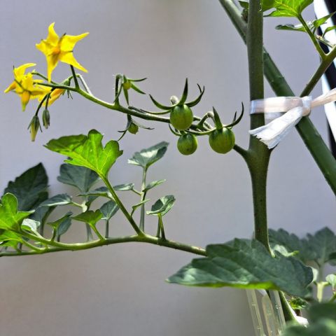 家庭菜園🍅 アイキャッチ画像