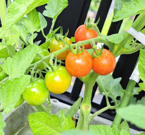 家庭菜園♪🍅 アイキャッチ画像