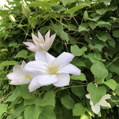 5月『皐月（さつき）』 アイキャッチ画像